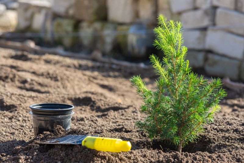 Japanese Maple Planting in Honolulu, HI