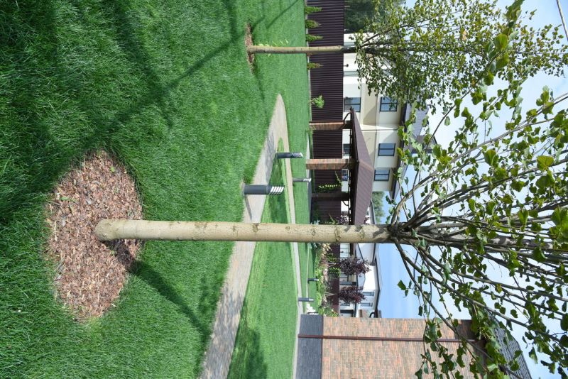 Oak Tree Planting in Ventura County, CA