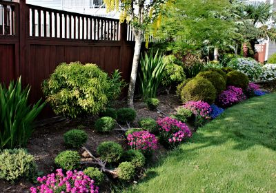 Privacy Shrub Installation in Ventura County, CA