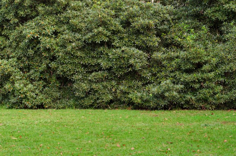 Privacy Shrub Installation in Ventura County, CA