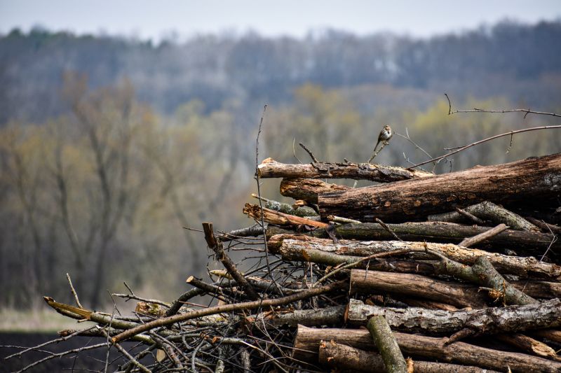 Tree Branch Disposal in Ventura County, CA