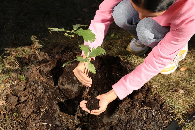 Tree Landscaping in Honolulu, HI