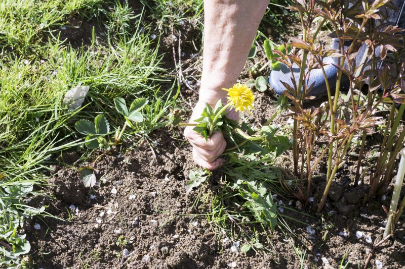Weeding Service in Rockwall, TX