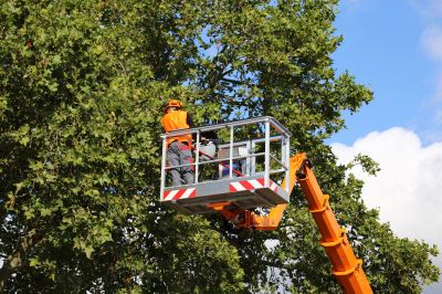 Arborists and Tree Care Specialists